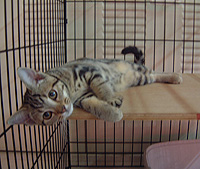 �l�R�p�̒�����P�[�W